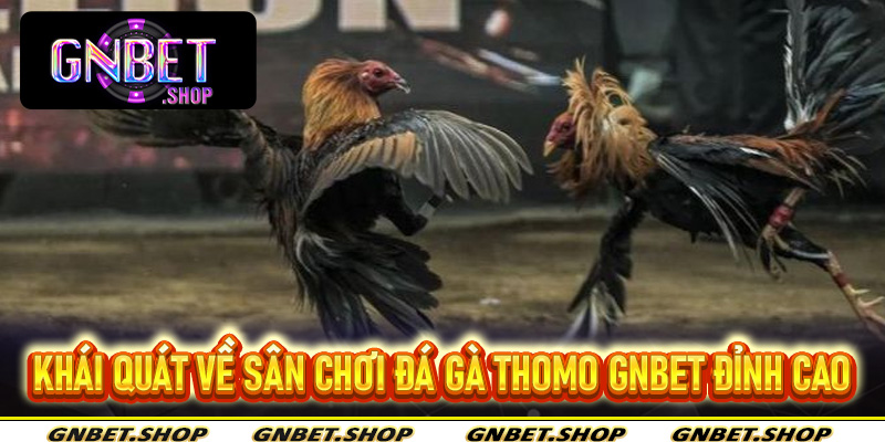Khái quát về sân chơi đá gà thomo Gnbet đỉnh cao