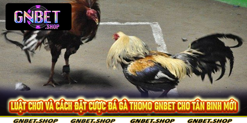 Luật chơi và cách đặt cược đá gà thomo Gnbet cho tân binh mới