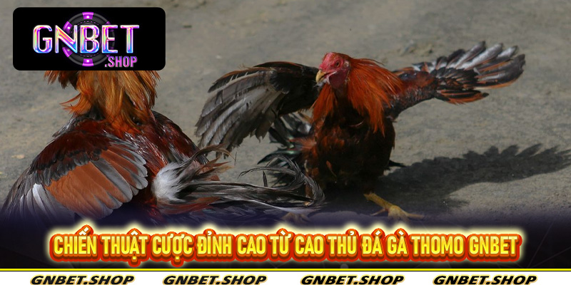 Chiến Thuật Cược Đỉnh Cao Từ Cao Thủ Đá Gà Thomo Gnbet
