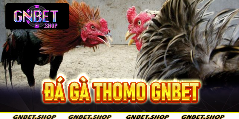 Đá gà Thomo tại Gnbet