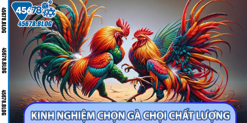 Kinh Nghiệm Chọn Gà Chọi Chất Lượng Để Đặt Cược Cùng 45678